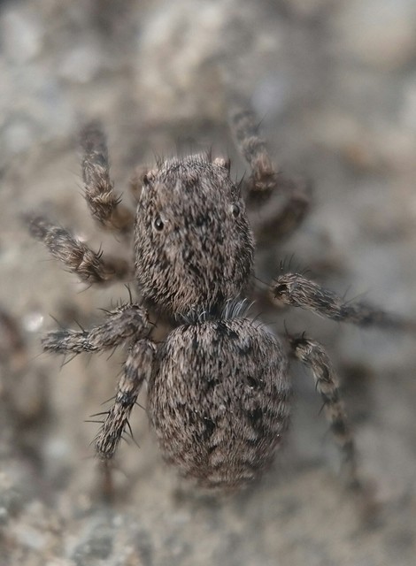 Aelurillus v-insignitus - v-jelű macskapók
