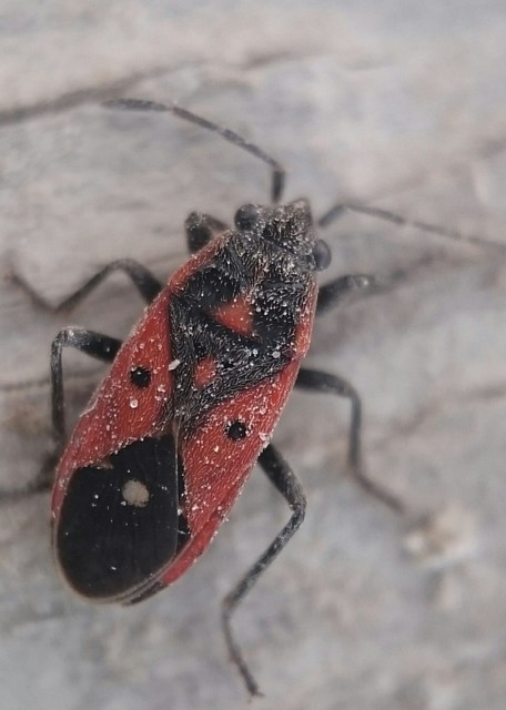 Melanocoryphus tristrami