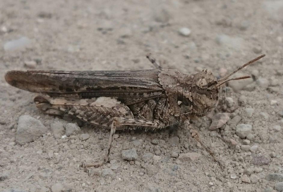 Acrotylus insubricus - önbeásósáska