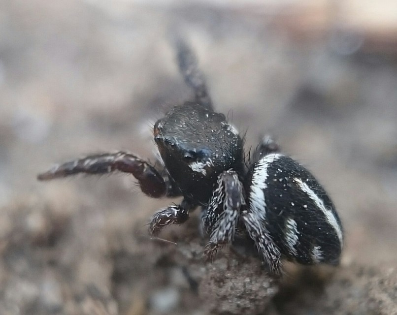 Pellenes nigrociliatus - csigás ugrópók