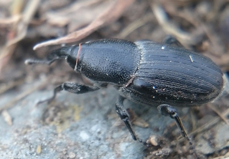 Sphenophorus striatopunctatus - mezei zsuzsok