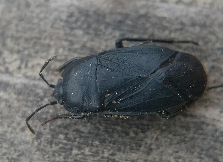 Aellopus atratus - cigánybodobács