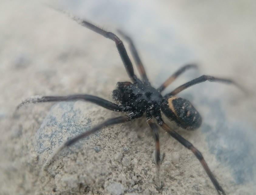 Steatoda albomaculata - koszorús törpepók