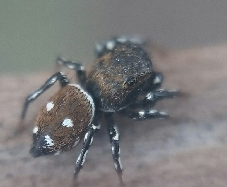 Heliophanus kochii - négypettyes ugrópók