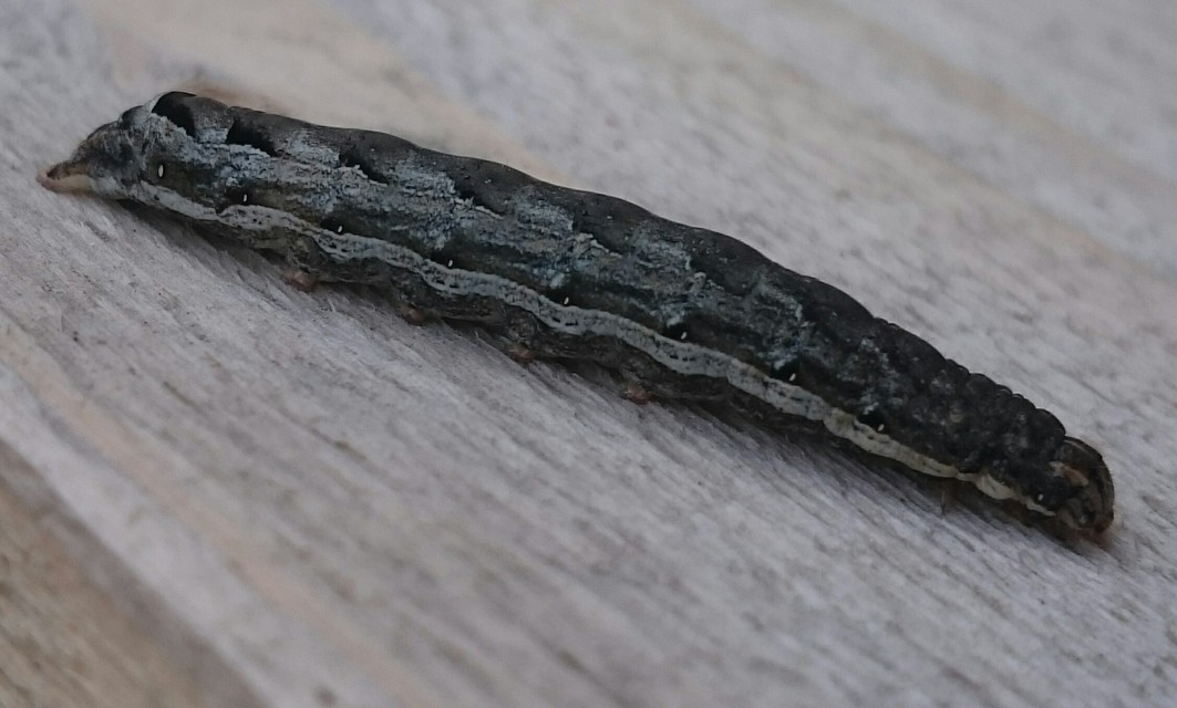 Noctua comes - kis sárgafűbagoly