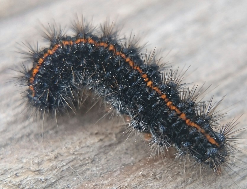 Spiris striata - csíkos molyszövő