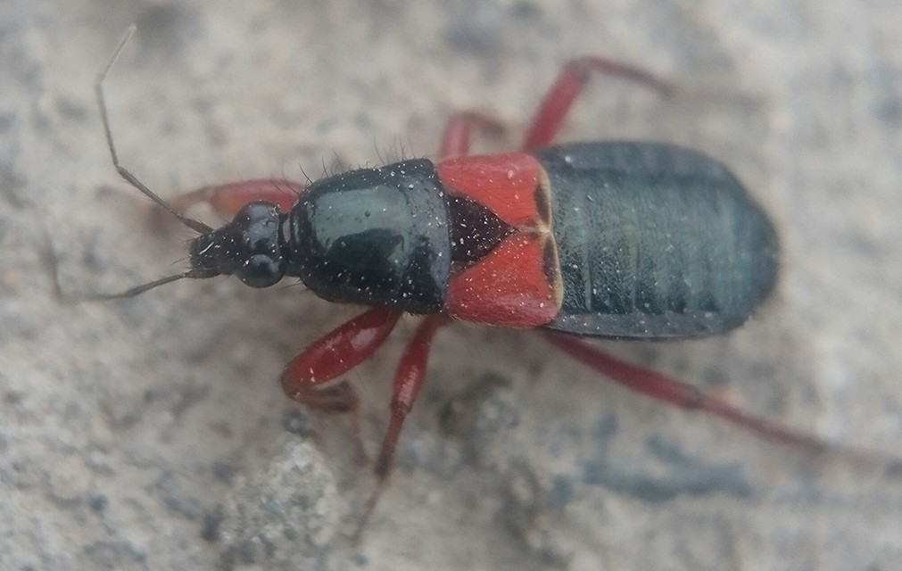 Prostemma guttula - vöröslábú tolvajpoloska