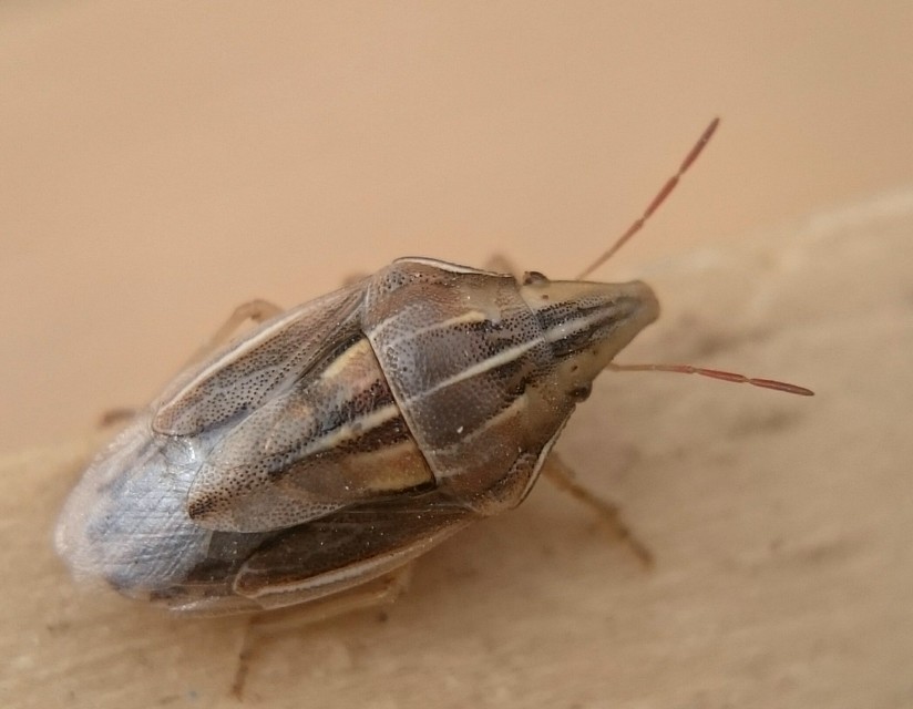 Aelia rostrata - csőrös szipolypoloska Aelia rostrata - csőrös szipolypoloska