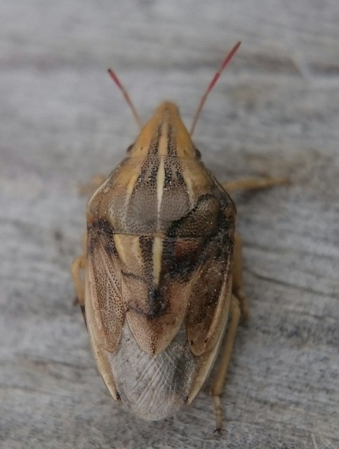 Aelia rostrata - csőrös szipolypoloska Aelia rostrata - csőrös szipolypoloska