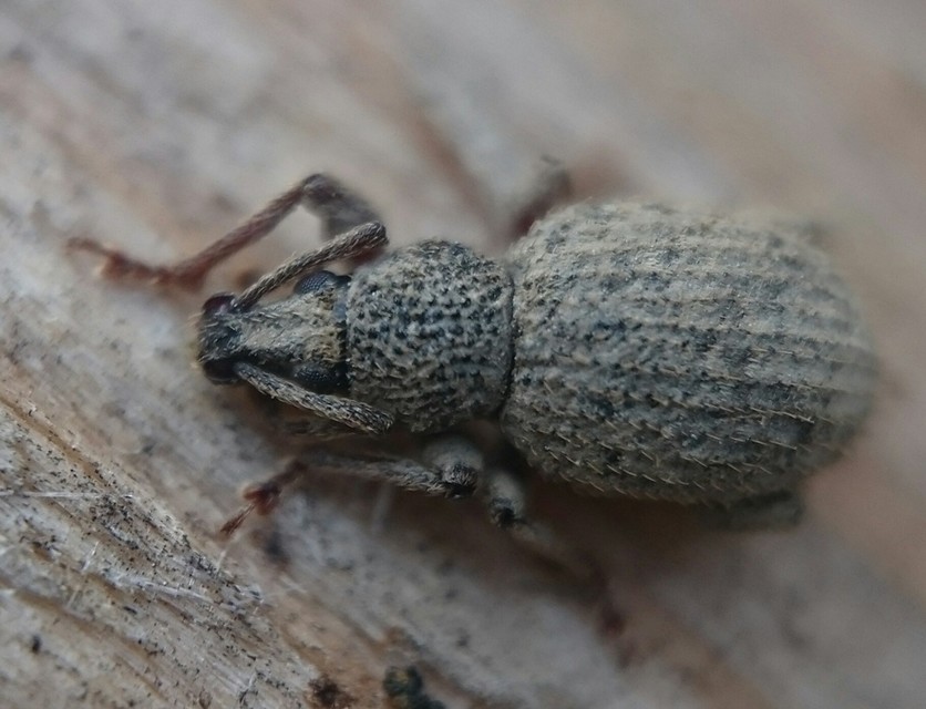 Otiorhynchus hystrix - sörtés gyalogormányos