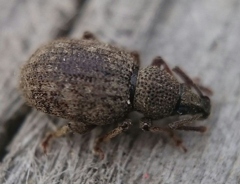 Otiorhynchus hystrix - sörtés gyalogormányos