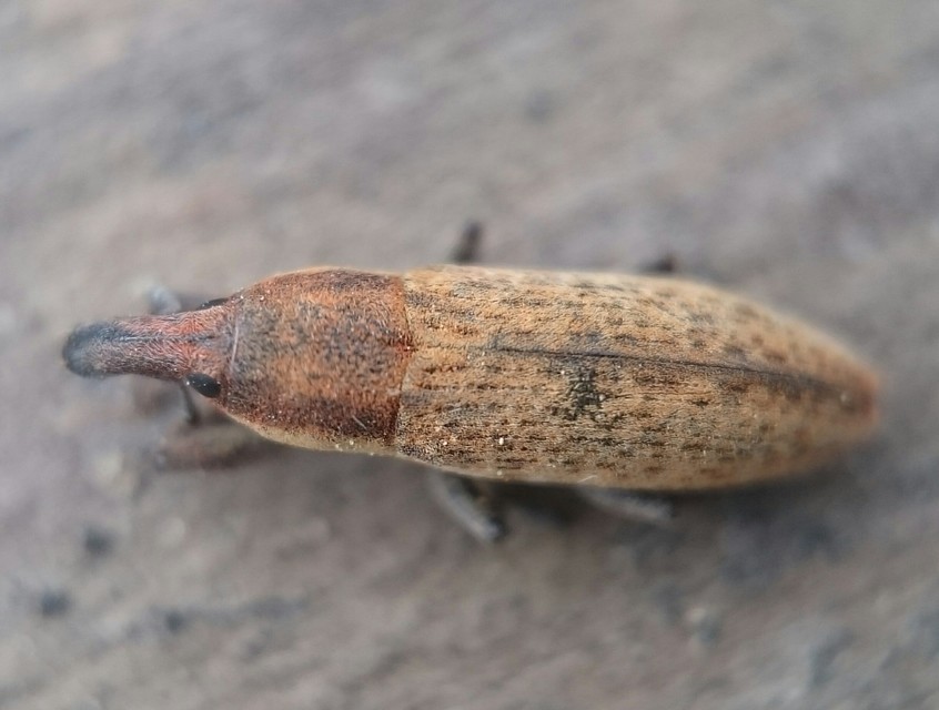 Lixus brevipes - vaskosorrú dudvabarkó
