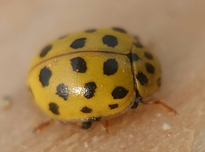 Psyllobora vigintiduopunctata - huszonkétpettyes katica