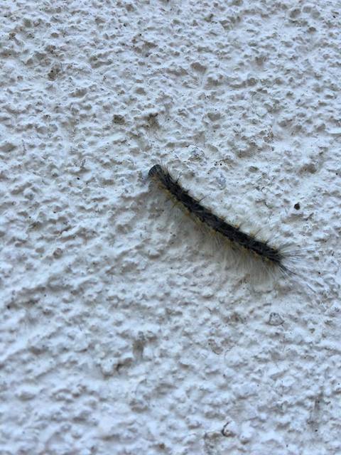 Hyphantria cunea - amerikai fehér medvelepke