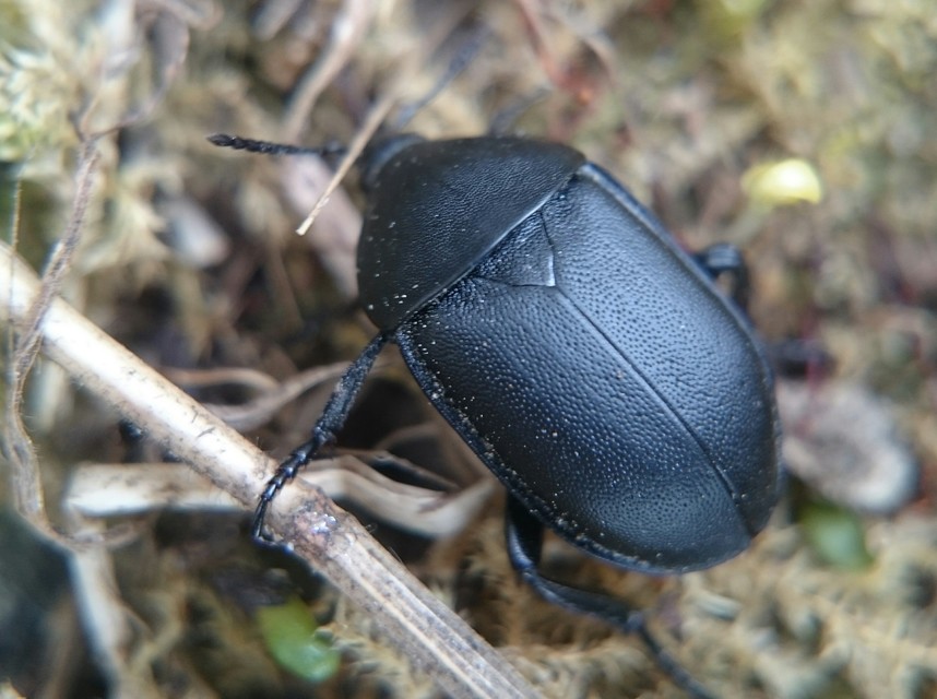 Ablattaria laevigata - sima csigarabló