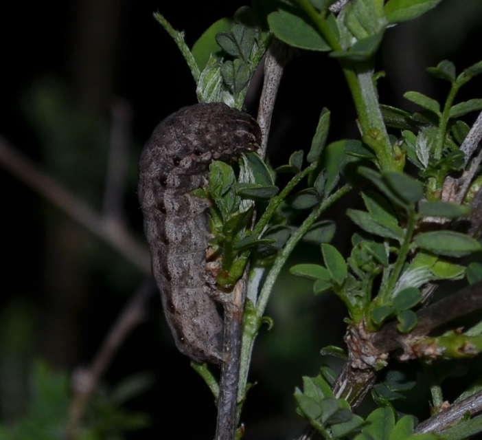 Noctua comes - kis sárgafűbagoly
