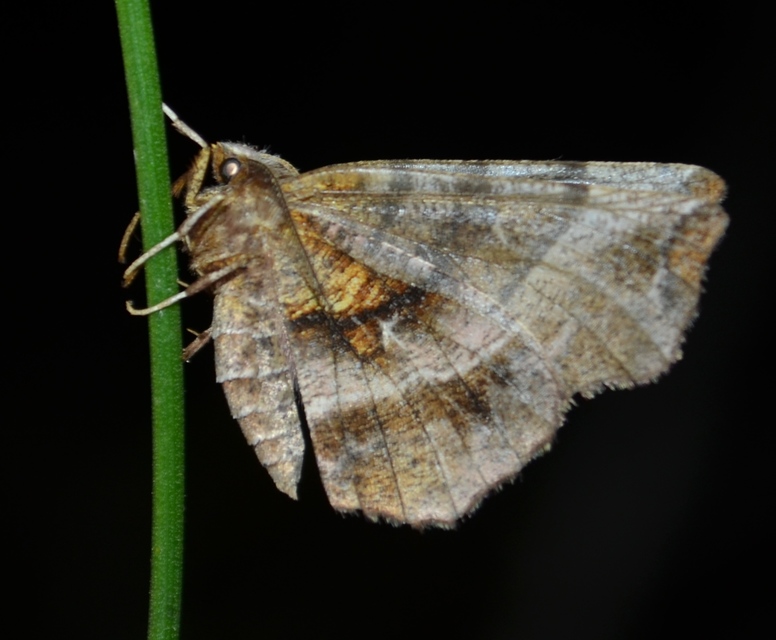 Selenia dentaria - kétfoltos holdasaraszoló