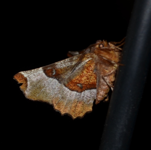 Selenia tetralunaria - négyfoltos holdasaraszoló