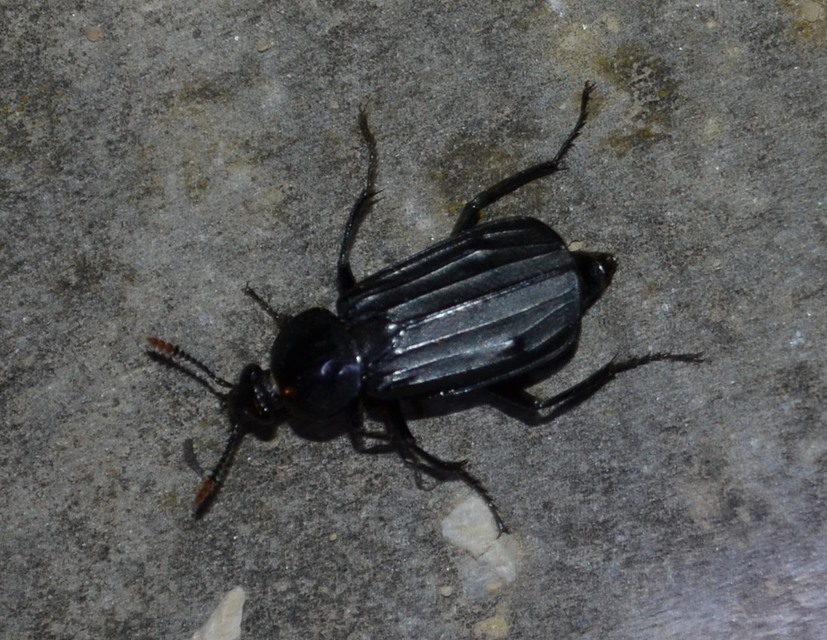 Necrodes littoralis - nagy dögbogár
