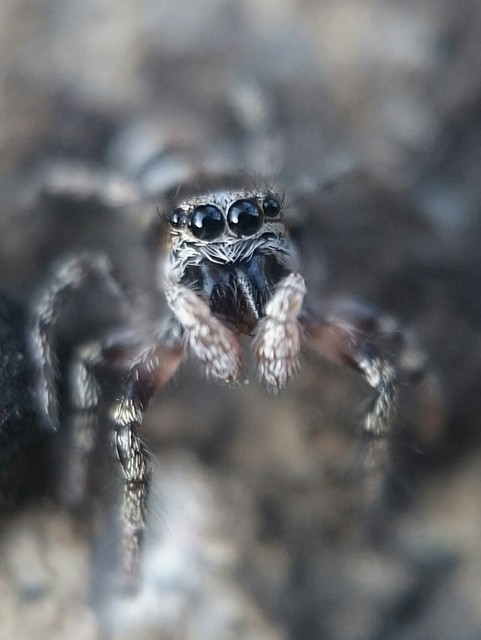 Salticus zebraneus - zebra ugrópók