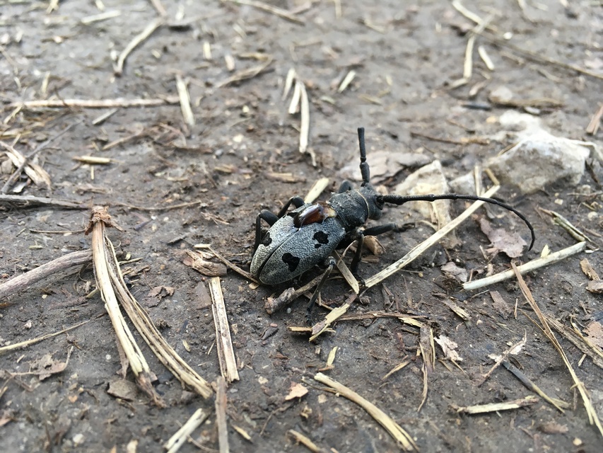 Morimus asper funereus - gyászcincér