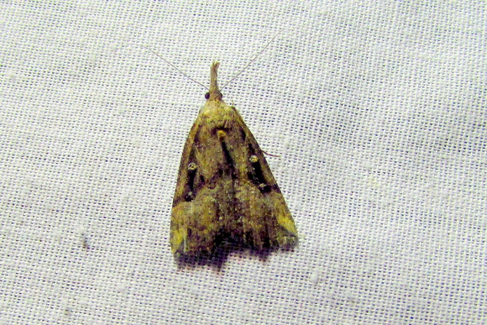 Hypena rostralis - közönséges karcsúbagoly
