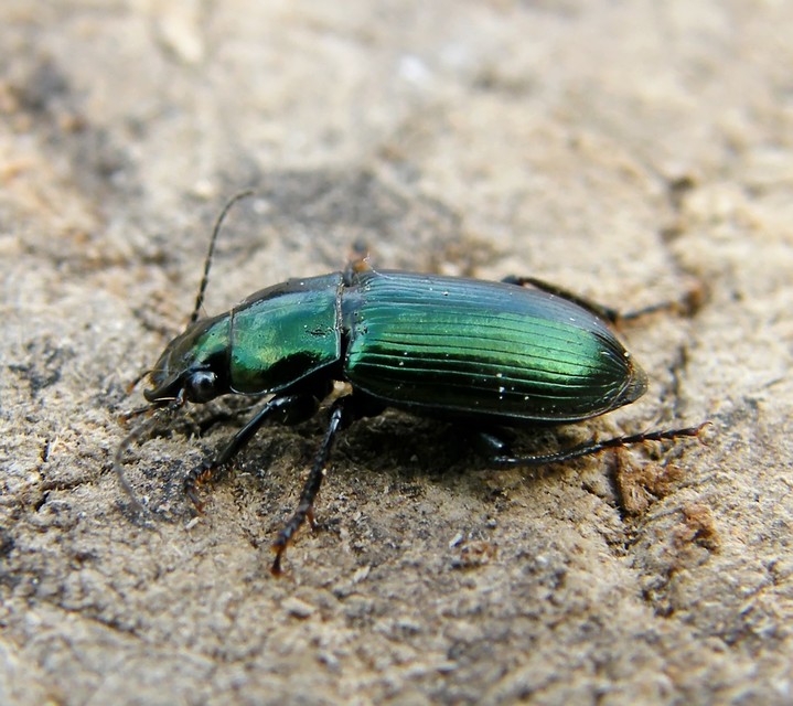 Harpalus distinguendus - mezei lomhafutó