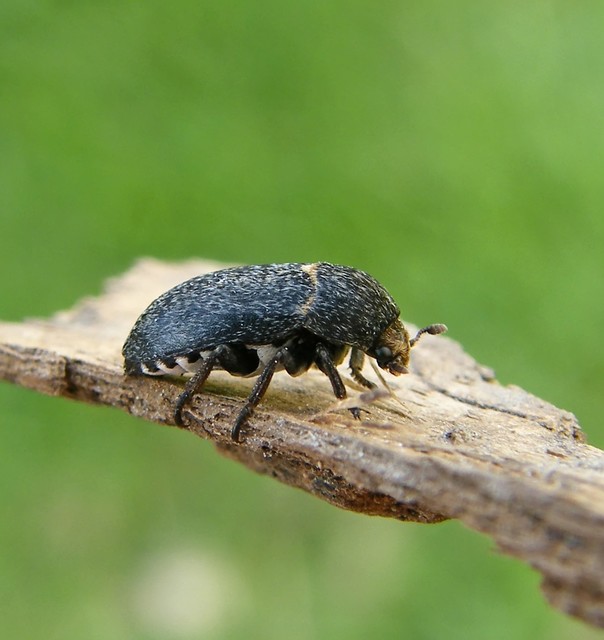 Dermestes laniarius laniarius - gyászos porva (alfaj) Dermestes laniarius laniarius - gyászos porva (alfaj)