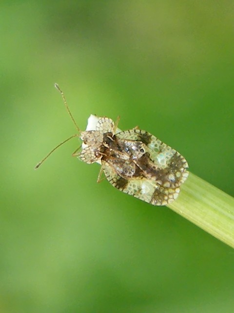 Stephanitis pyri - körte-csipkéspoloska