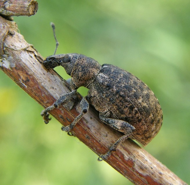 Liophloeus tessulatus - kockás barabolyormányos