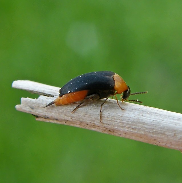 Mordellochroa abdominalis - vöröshasú kismaróka Mordellochroa abdominalis - vöröshasú kismaróka