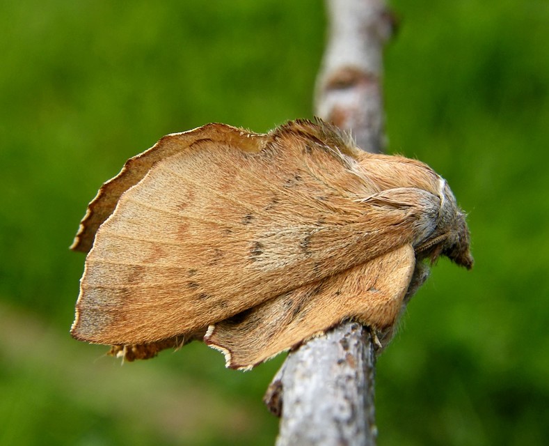 Phyllodesma tremulifolia - nyárlevélpohók