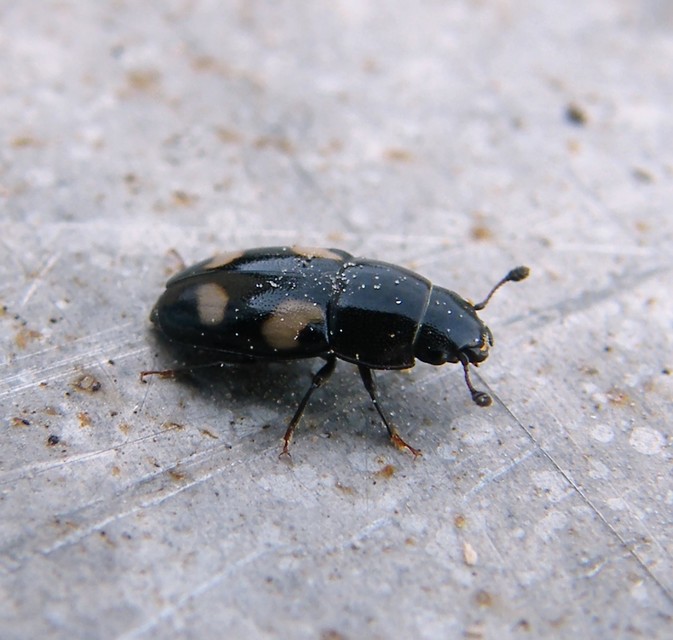 Glischrochilus quadrisignatus - amerikai fénybogár Glischrochilus quadrisignatus - amerikai fénybogár