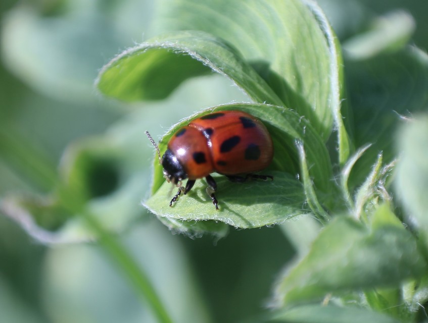 Gonioctena fornicata - közönséges lucernabogár