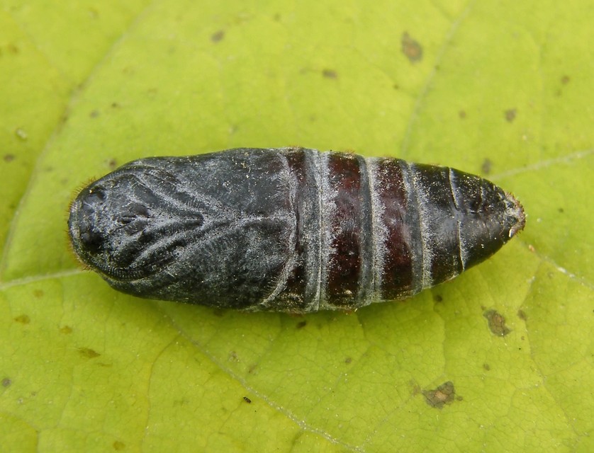 Phyllodesma tremulifolia - nyárlevélpohók
