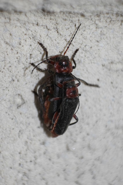 Cantharis rustica - suszterbogár