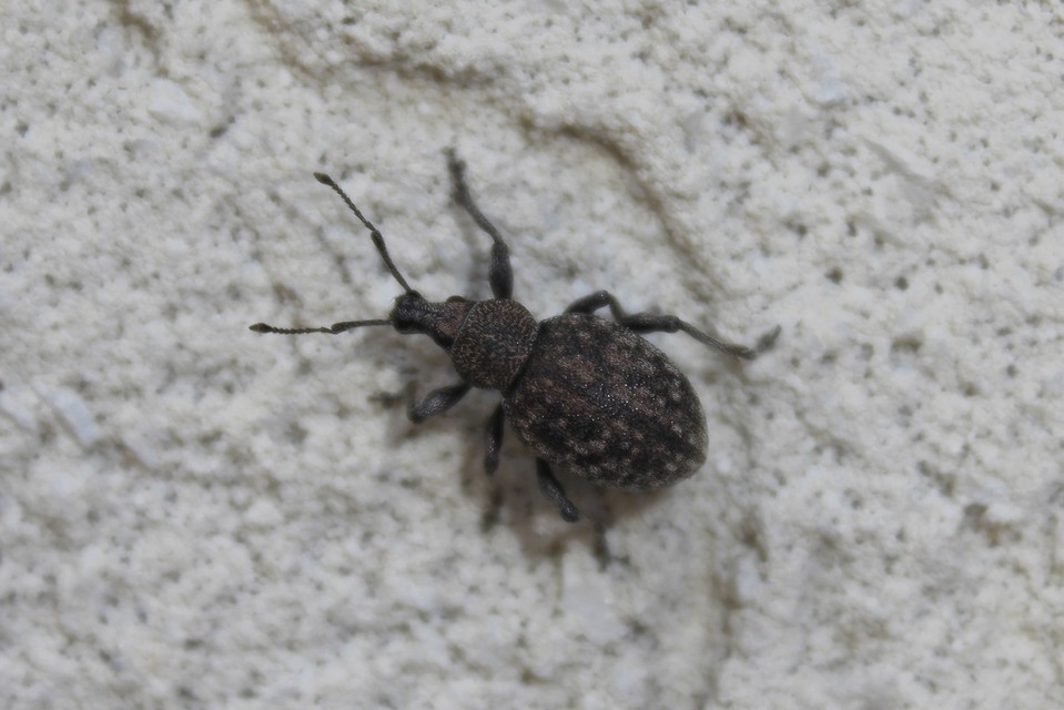 Otiorhynchus ligustici - vincellér-gyalogormányos