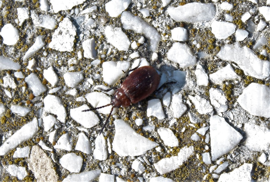 Galeruca rufa - vörös olajosbogár