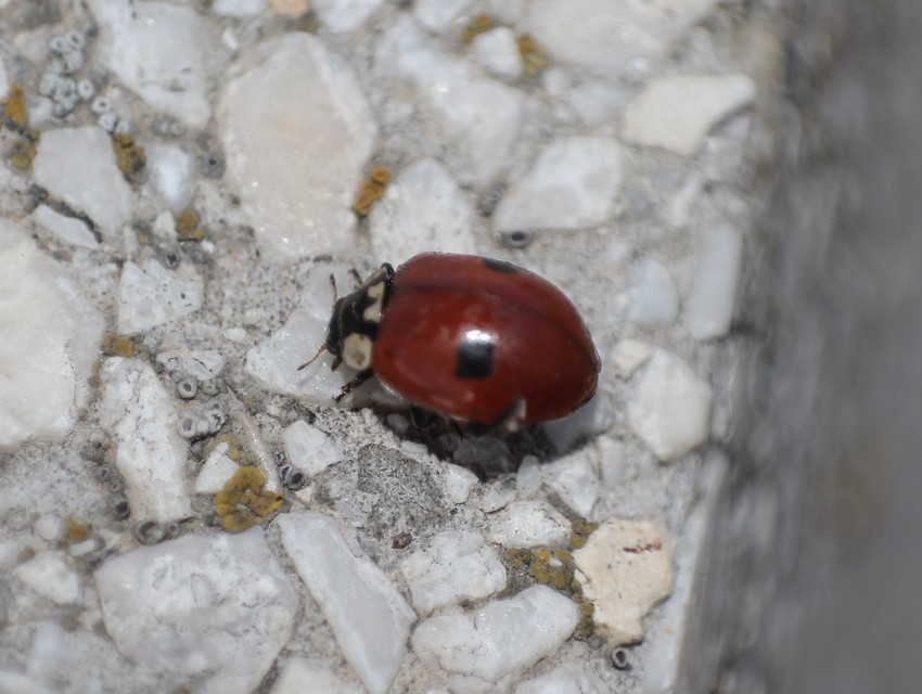 Adalia bipunctata - kétpettyes katica