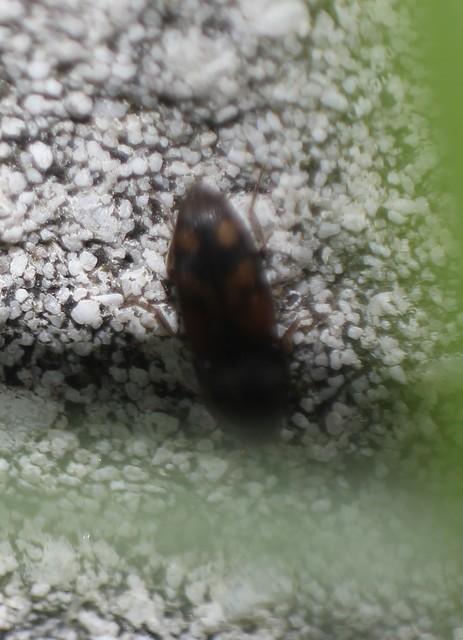 Drasterius bimaculatus - változékony pattanó