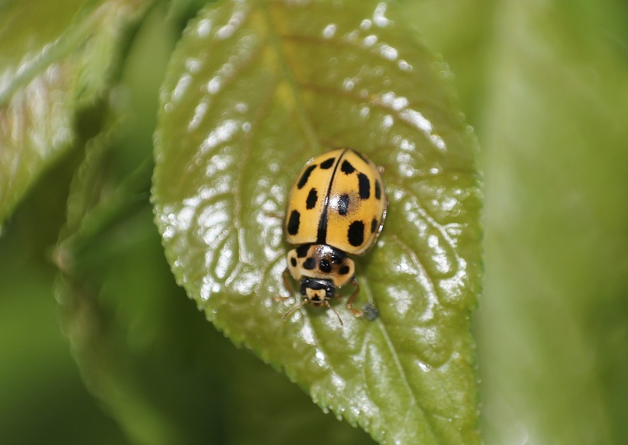 Propylea quatuordecimpunctata - tizennégypettyes füsskata