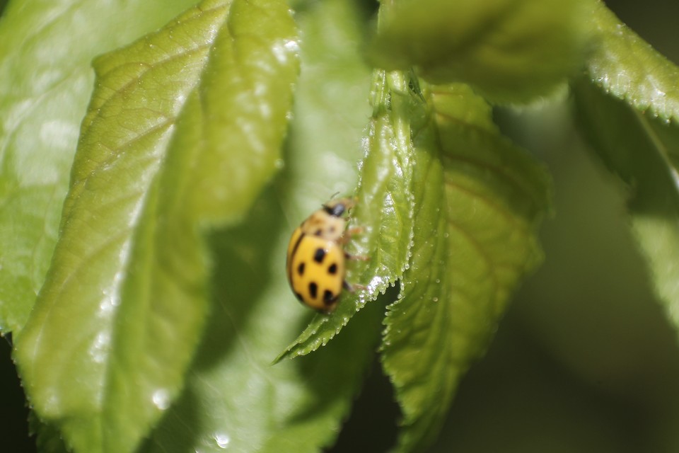 Propylea quatuordecimpunctata - tizennégypettyes füsskata