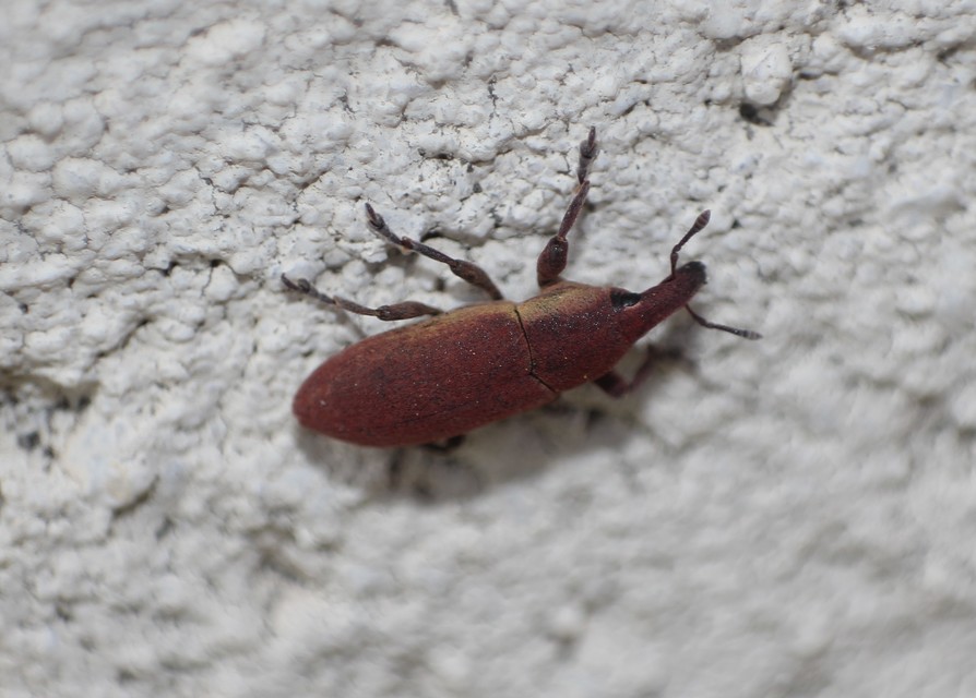 Lixus angustus - rövid dudvabarkó