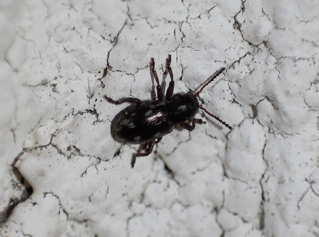 Pachnephorus villosus - közönséges fövenylevelész