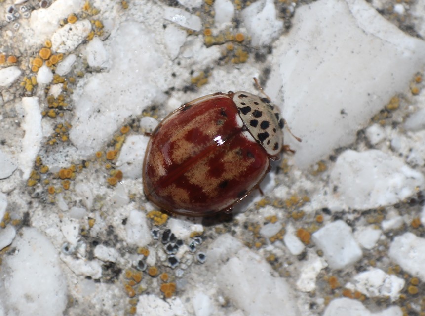 Harmonia quadripunctata - négypettyes katica