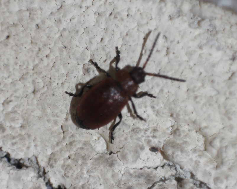 Galeruca melanocephala - lapos olajosbogár
