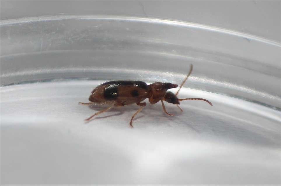 Notoxus monoceros - sárgahasú nyakszarvúbogár