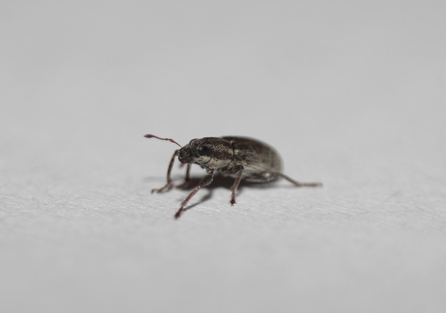 Sitona humeralis - lucerna-csipkézőbogár