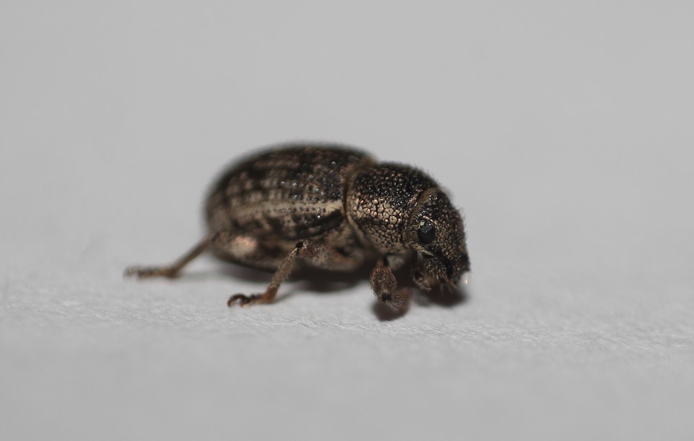 Mesagroicus obscurus - dülledtszemű libatopormányos