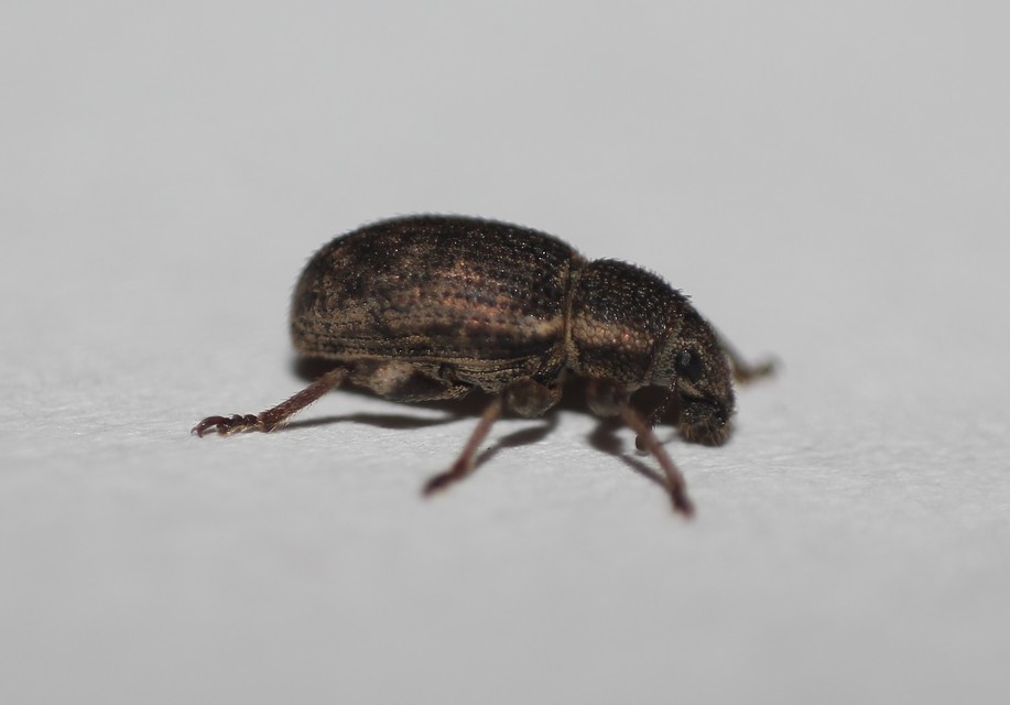 Mesagroicus obscurus - dülledtszemű libatopormányos